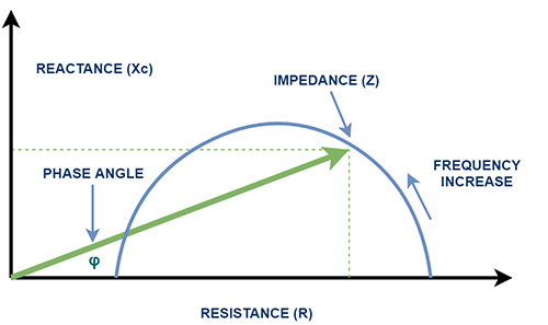 Phase Angle Body Composition