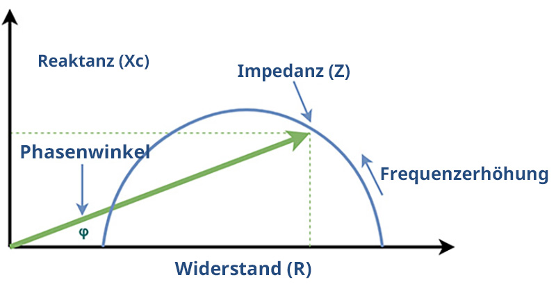 Phase Angle Body Composition