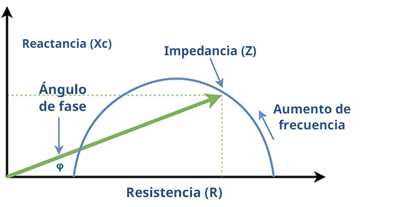 Phase Angle Body Composition
