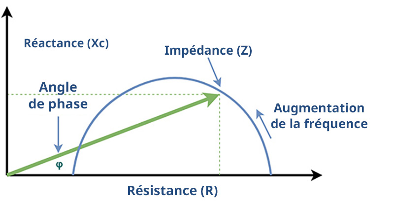 Phase Angle Body Composition