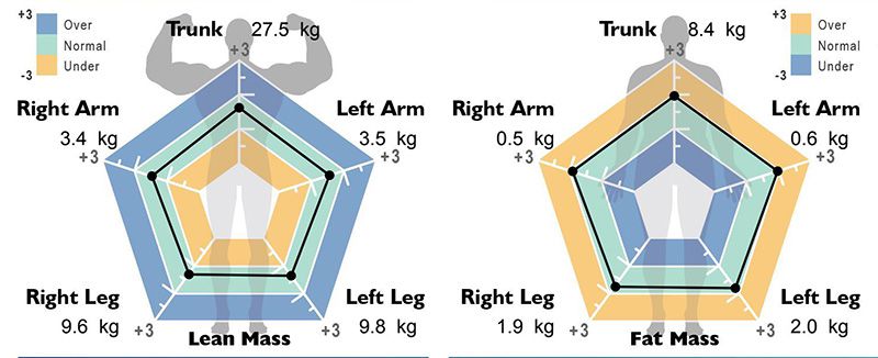 Segmental Muscle Fat and Radar Chart