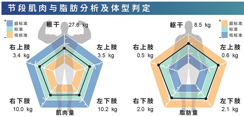 肢段肌肉脂肪分析 雷达图