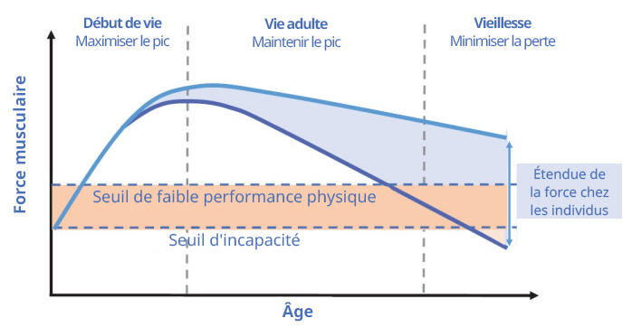 Muscle strength