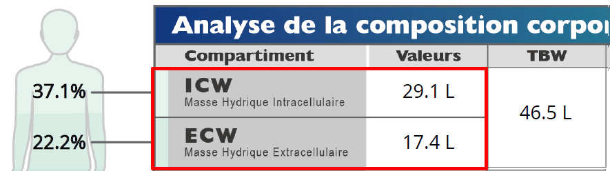 Intracellular Extracellular Water