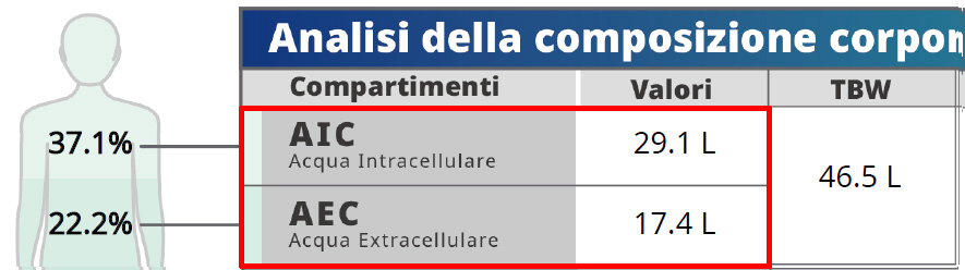Acqua Intracellulare Extracellulare