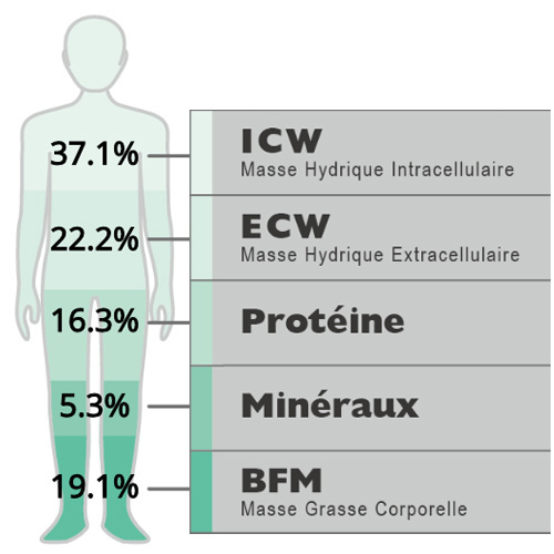 Guide du modèle de composition corporelle à 4 compartiments