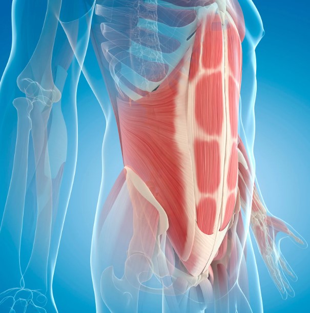 核心肌群: 安全運動的關鍵