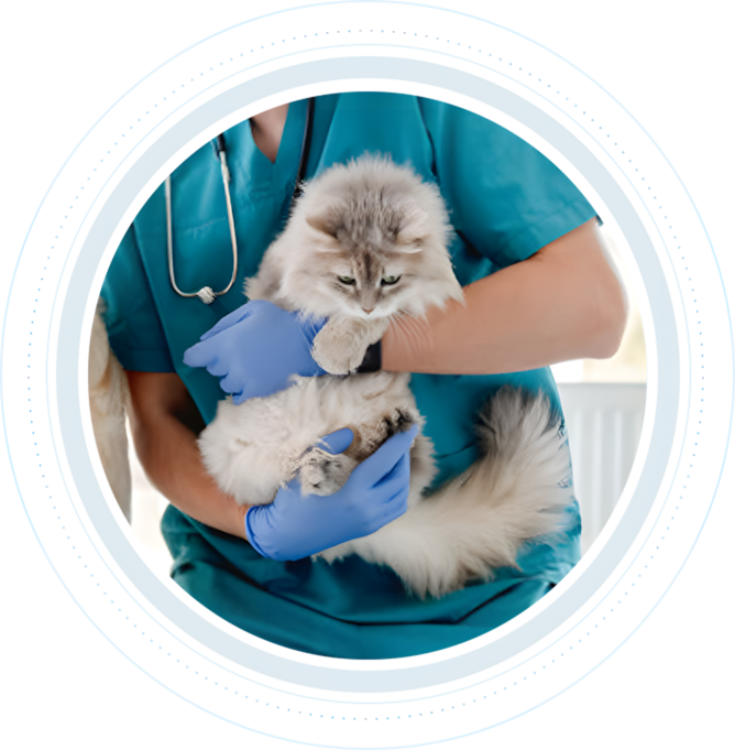 Veterinary Veterinary