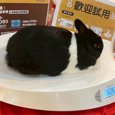 台中寵物展愛兔專區直擊！毛孩體重管理你我一起來！
