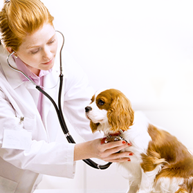 Veterinary Scales Veterinary Scales